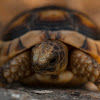 Marginated tortoise