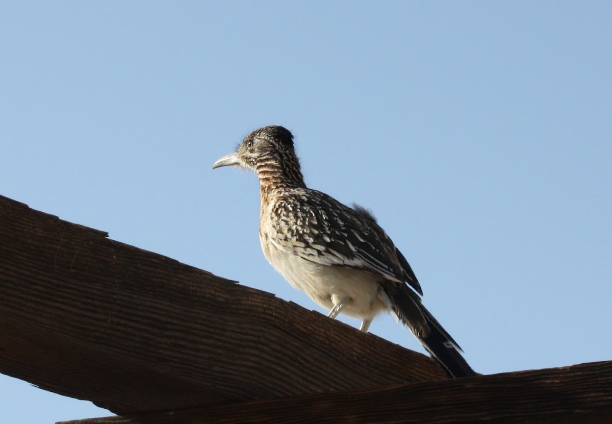 Greater Roadrunner