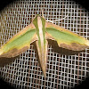 Green Hawk Moth
