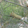 Black Swallowtail Butterfly (Larva)