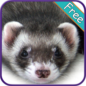 Ferret+ Free.apk 1.0