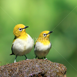 A pair of Oriental White Eye's posing... by BhanuKiran BK -  