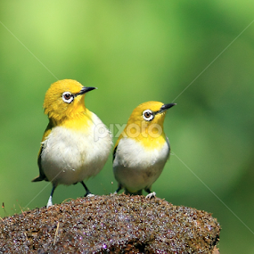 A pair of Oriental White Eye's posing... by BhanuKiran BK - Animals Birds