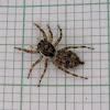 Outdoor Wall Jumping Spider