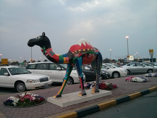 Airport Camel 