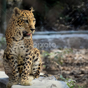 by Ravi Kashyap - Animals Lions, Tigers & Big Cats