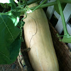 Banana Squash