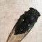 dead cicada