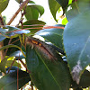 Tussock Moth Catterpillar