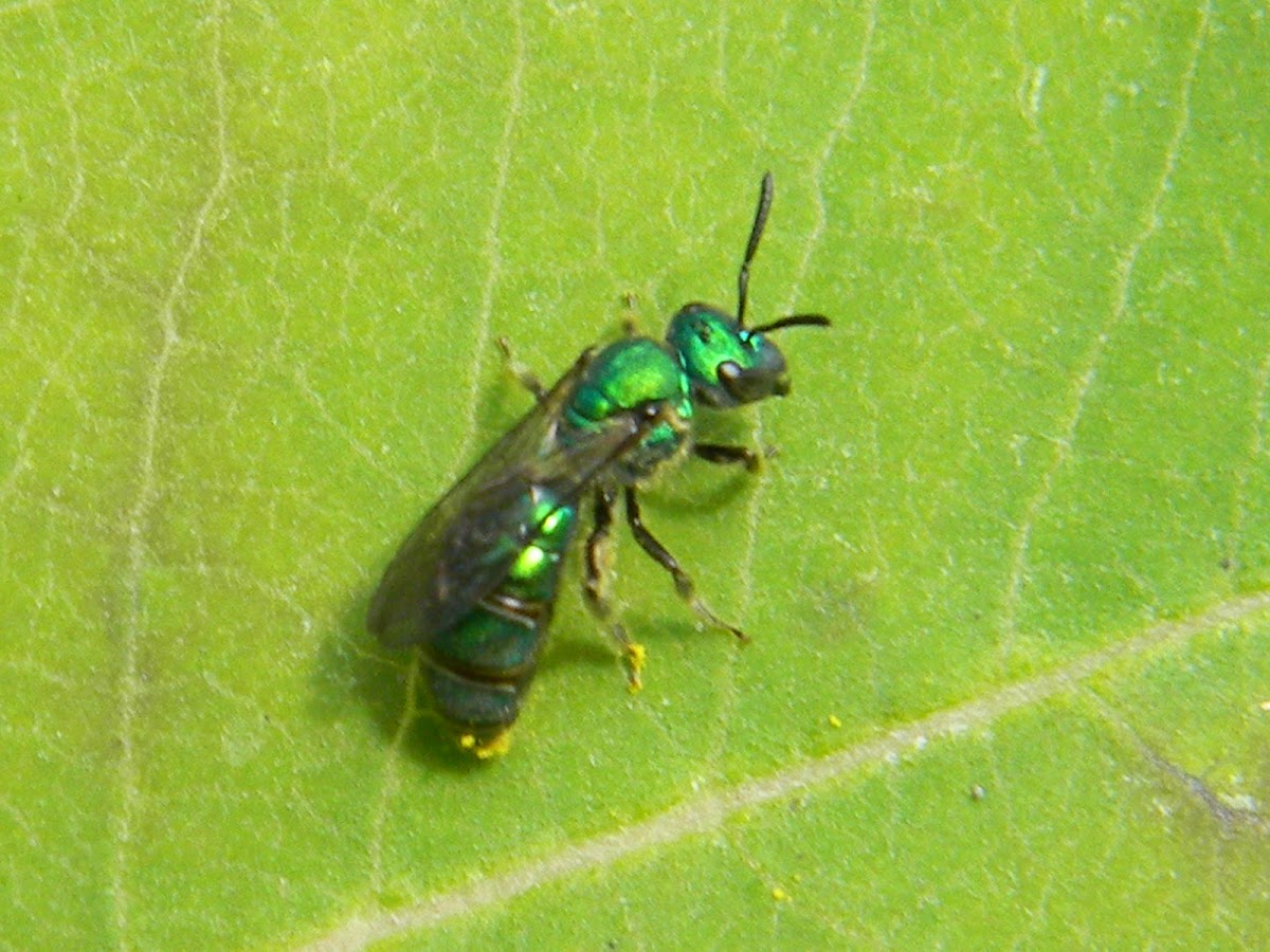 Metallic Green Bee