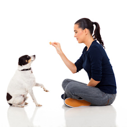 Basic commands in training your dog