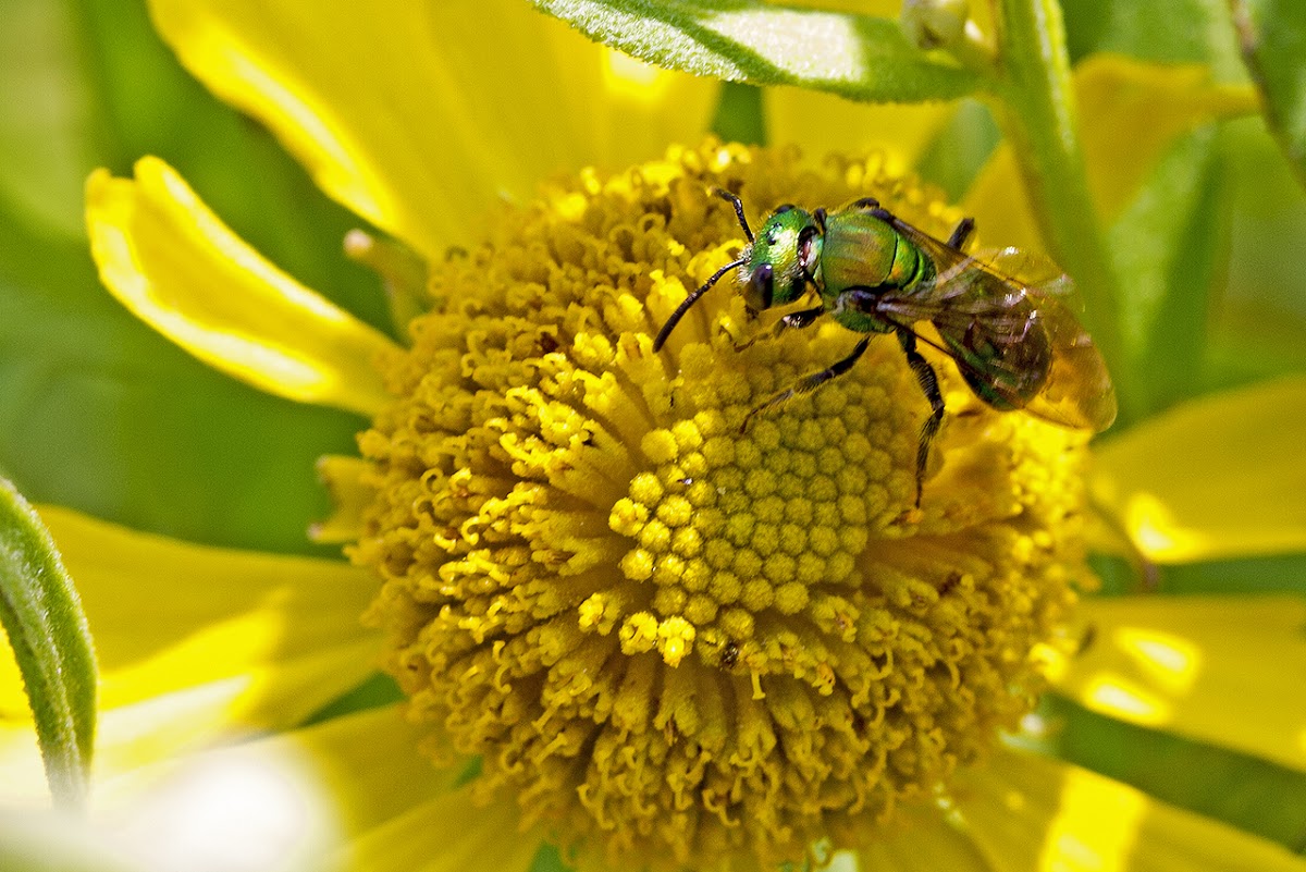 Female green metallic sweat bee