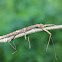 Asian Giant Stick Insect