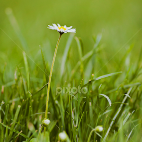 In my backyard by Alexandru Tunschi - Flowers Single Flower