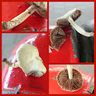 Cracked-cap Mushroom/Barstende leemhoed