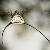 Long-horned Orb-weaver Spider