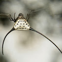 Long-horned Orb-weaver Spider