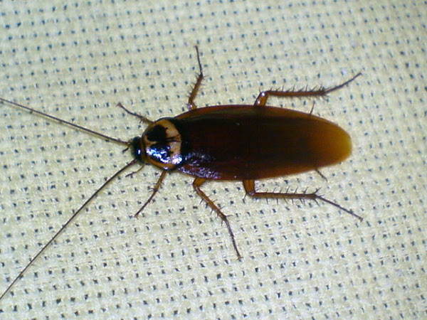 American Cockroach | Project Noah