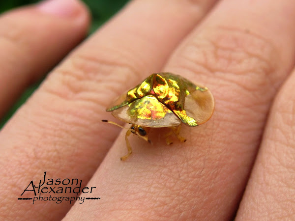 Asian Golden Tortoise Beetle | Project Noah