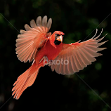 Splash of Red by Wade Grassedonio -  