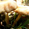 Mystery Mushroom E, suspected fawn mushroom?  side view, pic 3 of 3