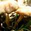 Mystery Mushroom E, suspected fawn mushroom?  side view, pic 3 of 3