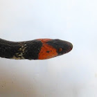 False Coral Snake, Falsa Cobra Coral