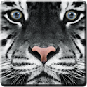White Tiger Live Wallpaper logo
