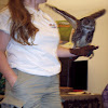 Great horned owl