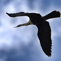 Anhinga