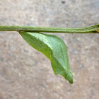 Lime butterfly