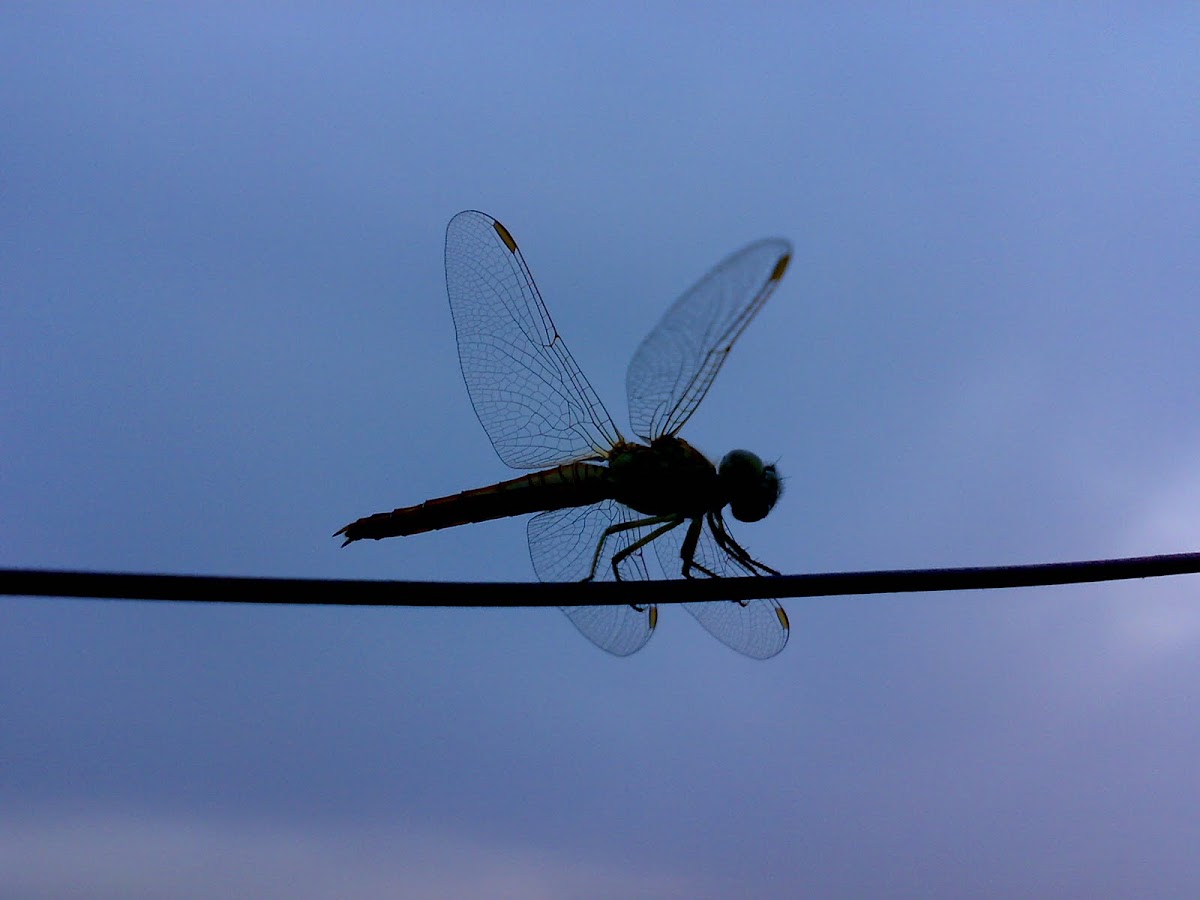 An Unknown Dragonfly ( एक अज्ञात भँवीरी )
