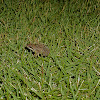 Common House Toad
