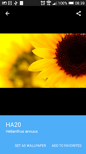 How to install Sunflower Wallpaper 2015 1.2 mod apk for laptop