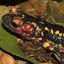 Fire Salamander