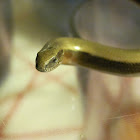 slow worm