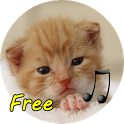 call Cat icon
