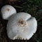 Green-spored Parasol