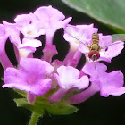 Flower Fly