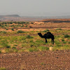 Dromedary