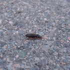 Strawberry Seed Beetle