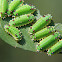 Lymacodid caterpillar