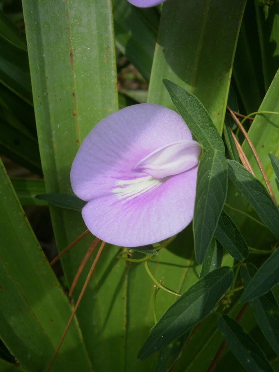 spurred butterfly pea