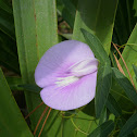 spurred butterfly pea