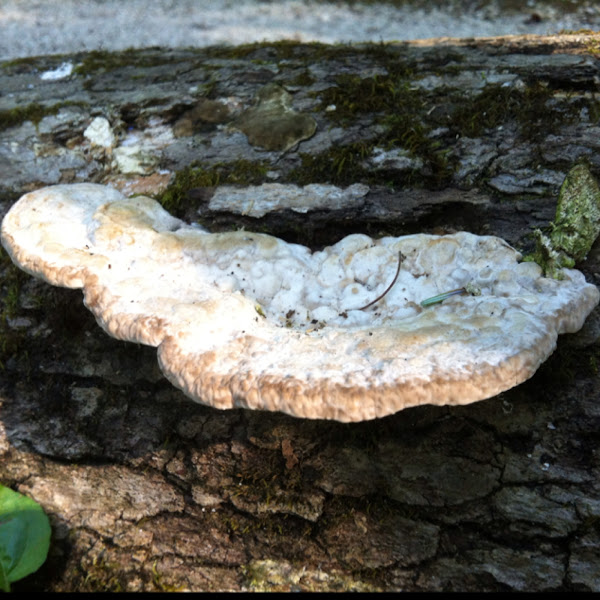 Large Shelf fungus Project Noah