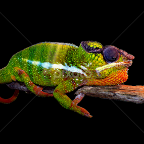 Chameleon by Ralph Harvey - Animals Reptiles