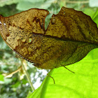 Isidora Leafwing