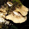 Polyporales Fungi