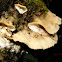 Polyporales Fungi