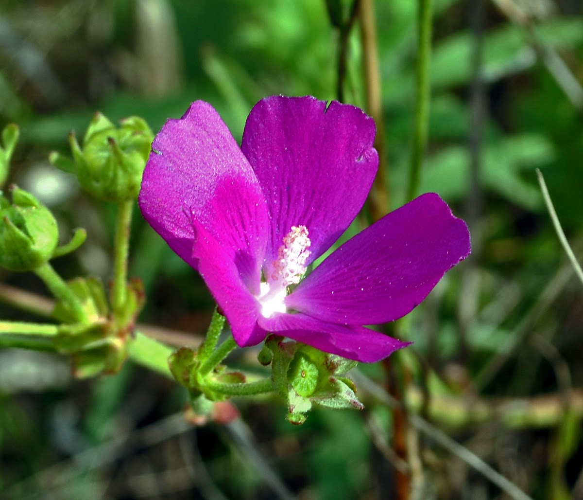 Clustered Poppy Mallow